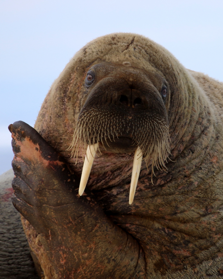 A walrus looks directly into the camera while laying on ice in the Canadian arctic.