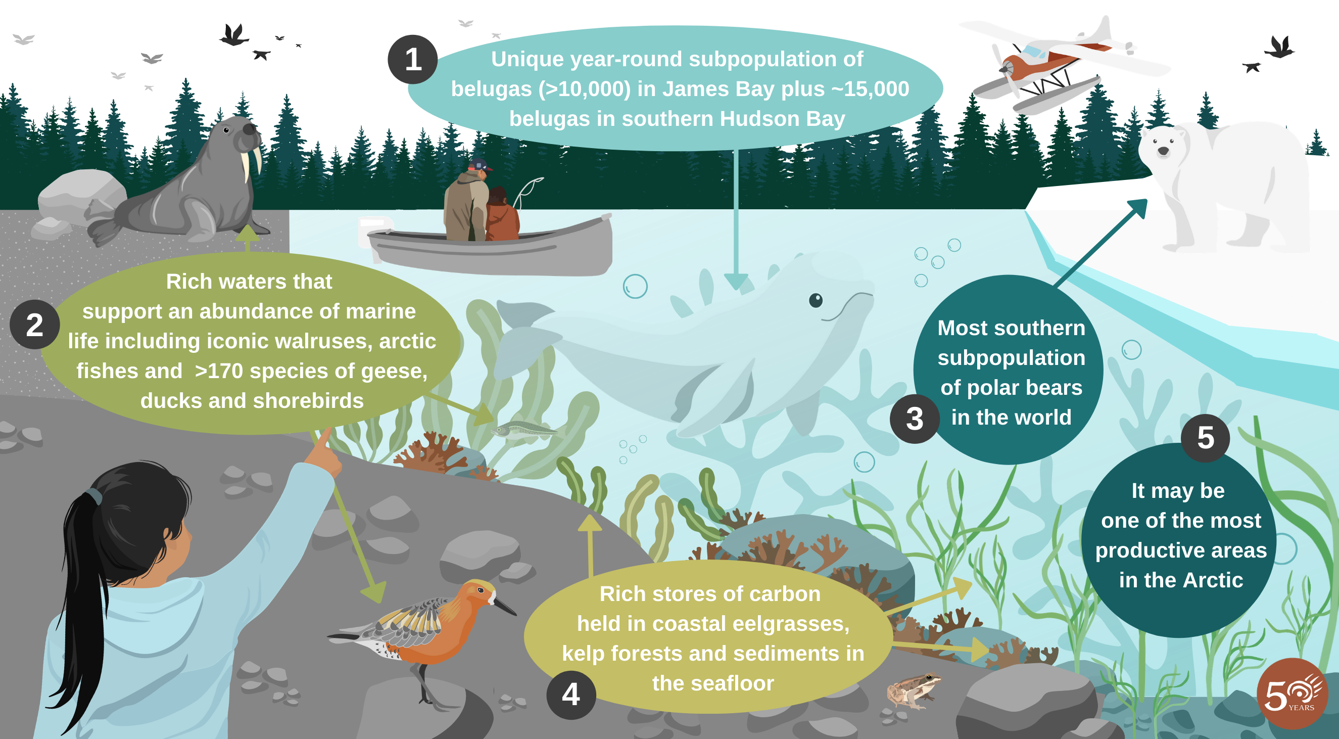 An infographic shows an illustrated coastal marine landscape, with five text bubbles describing features unique to southern Hudson Bay and western James Bay. In the foreground we see a girl pointing to the sky, and nearby a red knot (rufus subspecies) has landed on a rock. Further in the distance we see a cross section of the water, with a beluga and various seaweed and seagrass. There is a boat with an adult and child fishing on the water, elsewhere there is an ice floe with a polar bear. In the distance, is a walrus on shore, a boreal tree line and a float plane in the sky. Bubble 1: Unique year-round subpopulation of belugas (greater than 10,000) in James Bay plus roughly 15,000 belugas in southern Hudson Bay. Bubble 2: Rich waters that support an abundance of marine life including iconic walruses, arctic fishes and more than 170 species of geese, ducks and shorebirds. Bubble 3: Most southern subpopulation of polar bears in the world. Bubble 4: Rich stores of carbon held in coastal eel grasses, kelp forests and sediments in the seafloor. Bubble 5: It may be one of the most productive areas in the arctic.