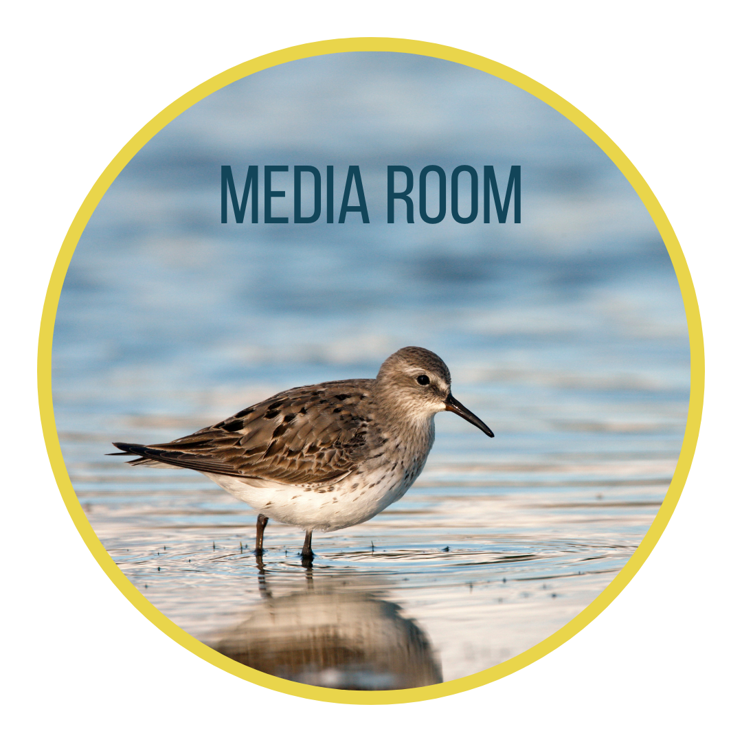 Media room button; featuring a white-rumped sandpiper standing in shallow water.