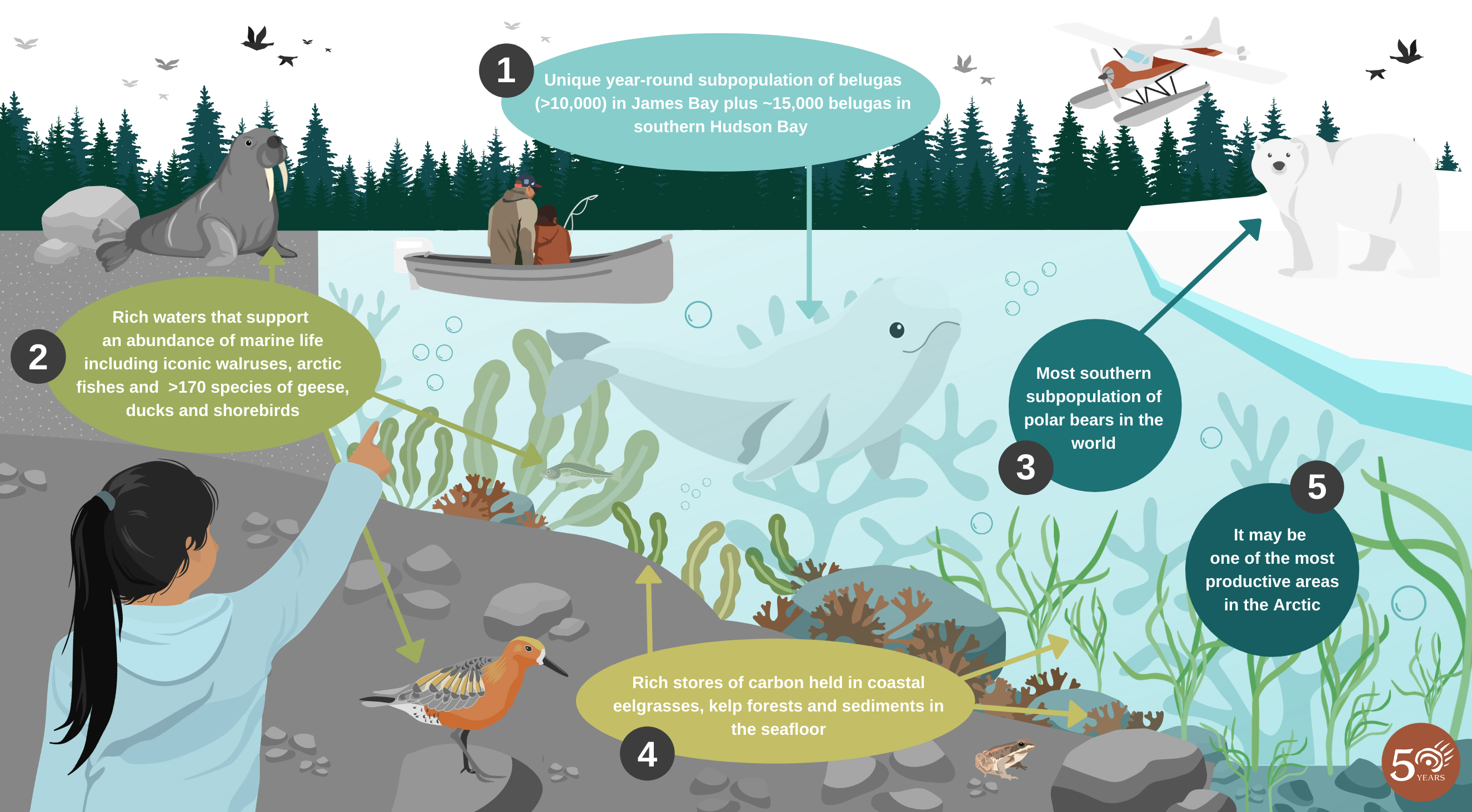 An infographic shows an illustrated coastal marine landscape, with five text bubbles describing features unique to southern Hudson Bay and western James Bay. In the foreground we see a girl pointing to the sky, and nearby a red knot (rufus subspecies) has landed on a rock. Further in the distance we see a cross section of the water, with a beluga and various seaweed and seagrass. There is a boat with an adult and child fishing on the water, elsewhere there is an ice floe with a polar bear. In the distance, is a walrus on shore, a boreal tree line and a float plane in the sky. Bubble 1: Unique year-round subpopulation of belugas (greater than 10,000) in James Bay plus roughly 15,000 belugas in southern Hudson Bay. Bubble 2: Rich waters that support an abundance of marine life including iconic walruses, arctic fishes and more than 170 species of geese, ducks and shorebirds. Bubble 3: Most southern subpopulation of polar bears in the world. Bubble 4: Rich stores of carbon held in coastal eel grasses, kelp forests and sediments in the seafloor. Bubble 5: It may be one of the most productive areas in the arctic.